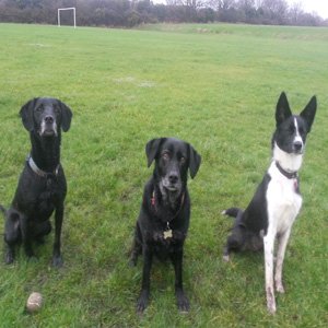 Paul-Baker-Dogs